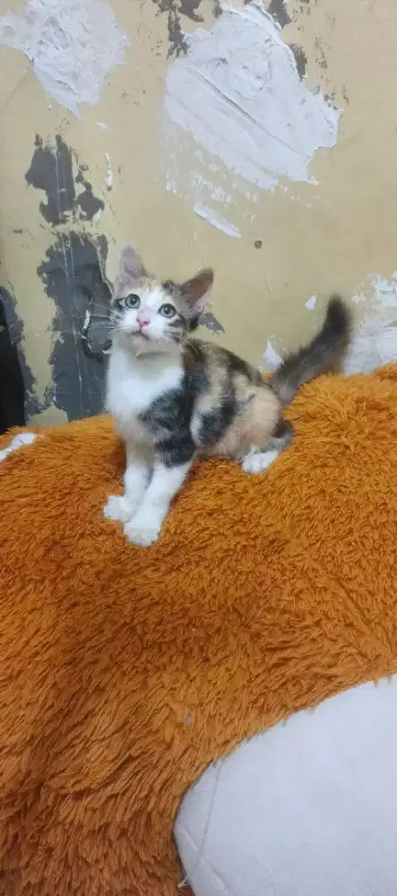 Kucing kitten/anak kucing Persia mixdome betina