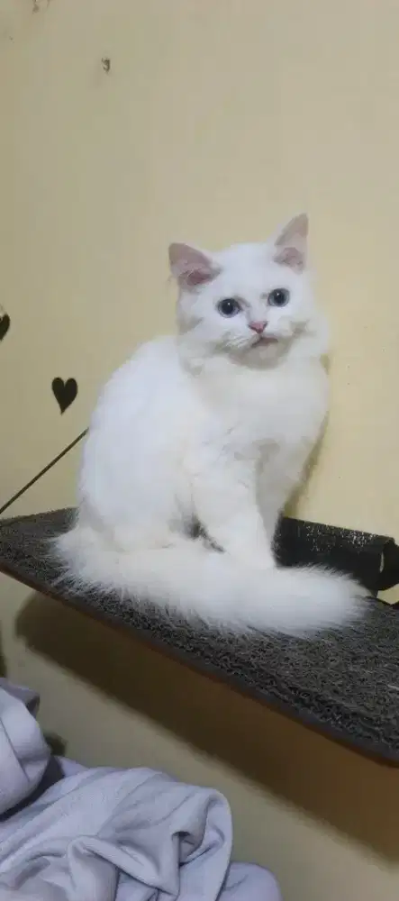Kucing kitten/anak kucing Persia betina