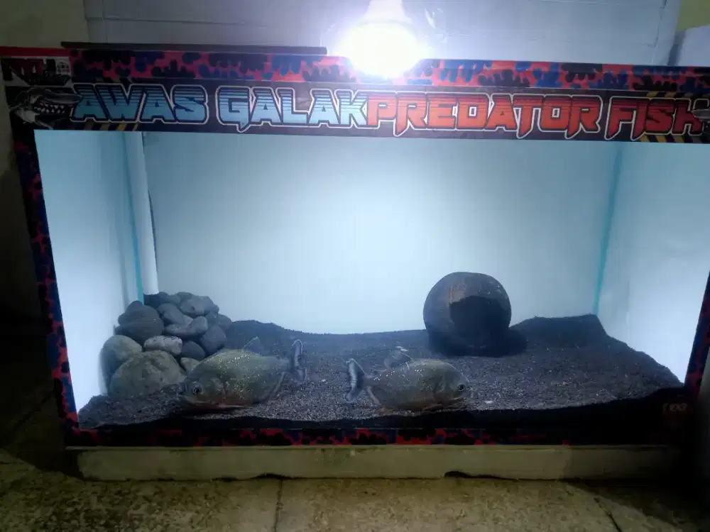 aquarium ukuran 60 30 30 & 50 30 30