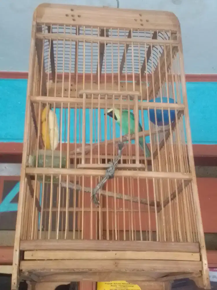 LOVEBIRD 500 FULSET HARGA PAS,,DEKER NYISIK ISIAN BURUNG BURUNG LAIN