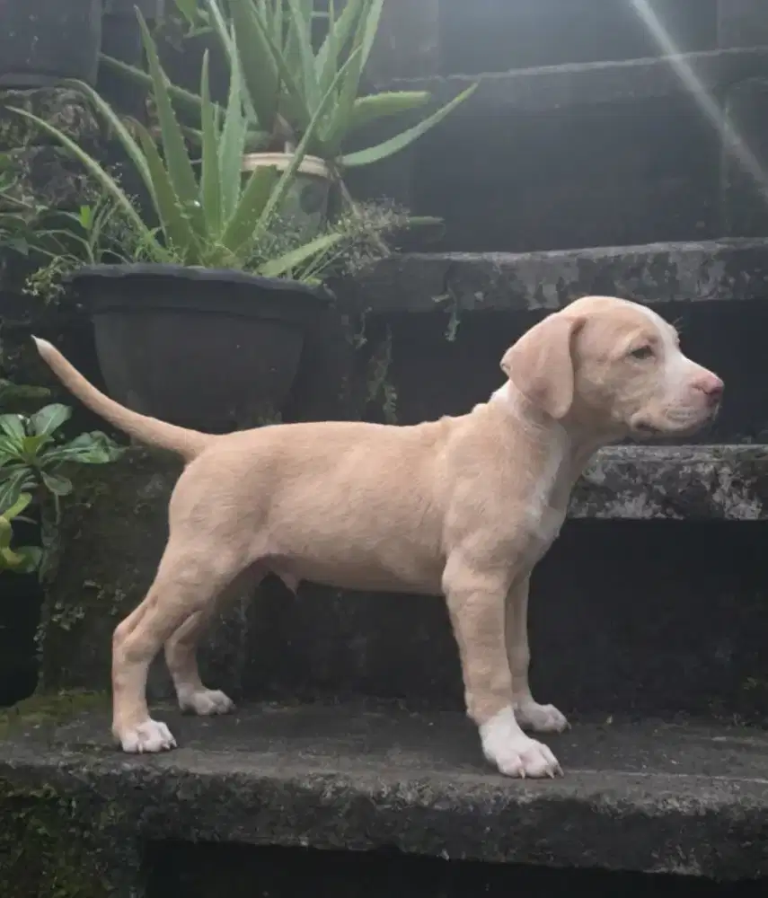 Pitbull puppy male