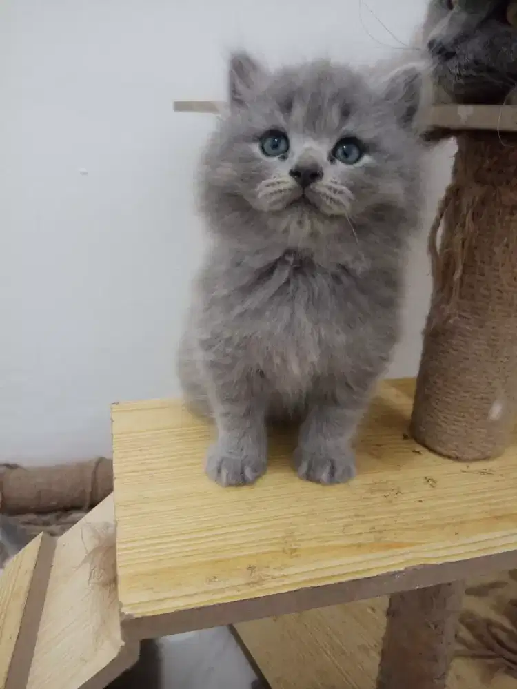 KITTEN PERSIA LONG HAIR