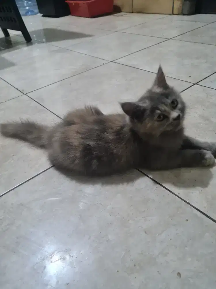 Jual Kitten Persia