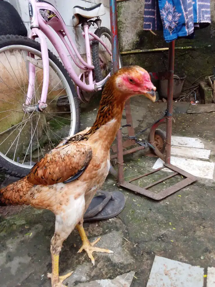 Ayam shamo eropa betina dewasa