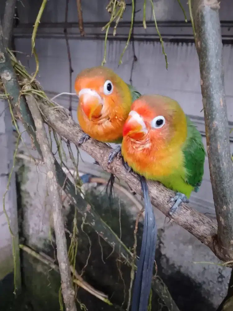 Love bird sepasang jinak