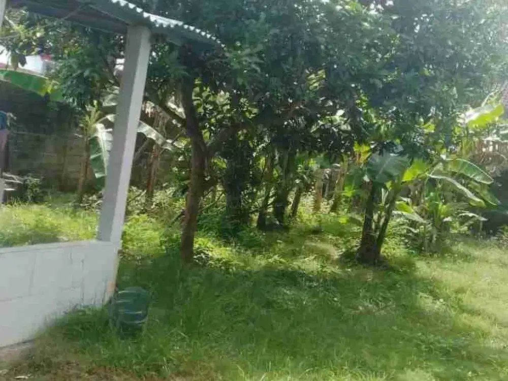 dijual tanah 3 are IDR 650 juta per are dekat politeknik & kampus unud jimbaran badung bali