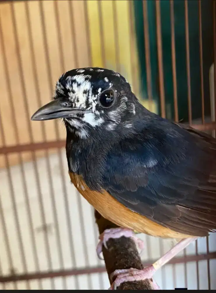 Murai betina blorok extreme