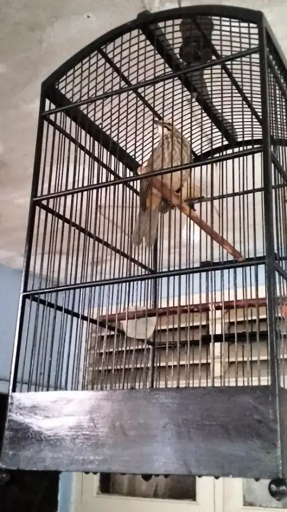 Cucak rowo jantan gacor variasi