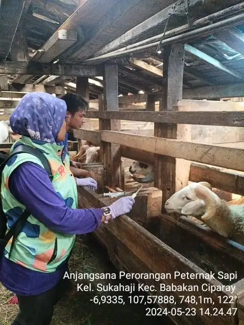 Domba qurban Bandung