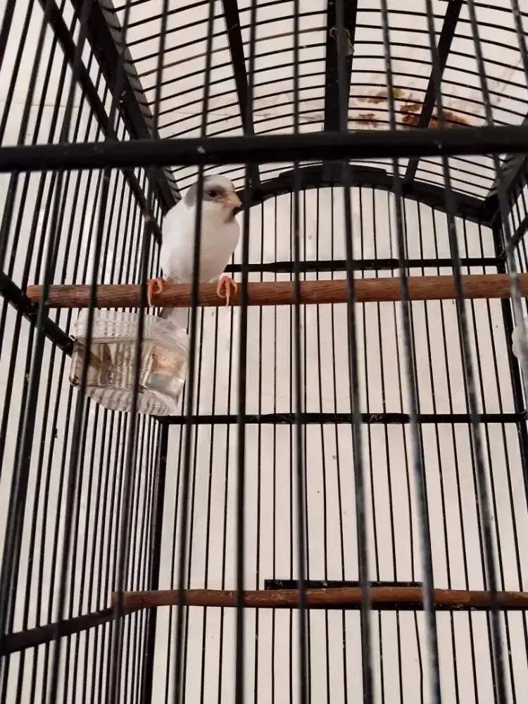 Kenari panda cengkokan