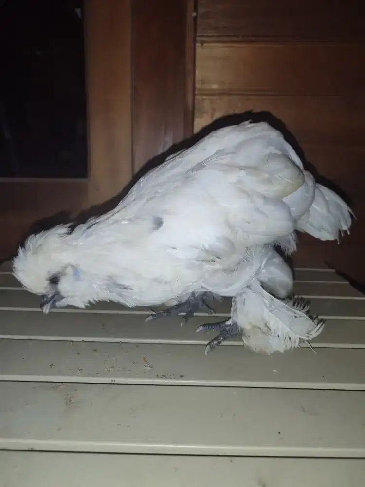 Ayam kate Poland Sultan F2 Jantan 4 bulan (26april)