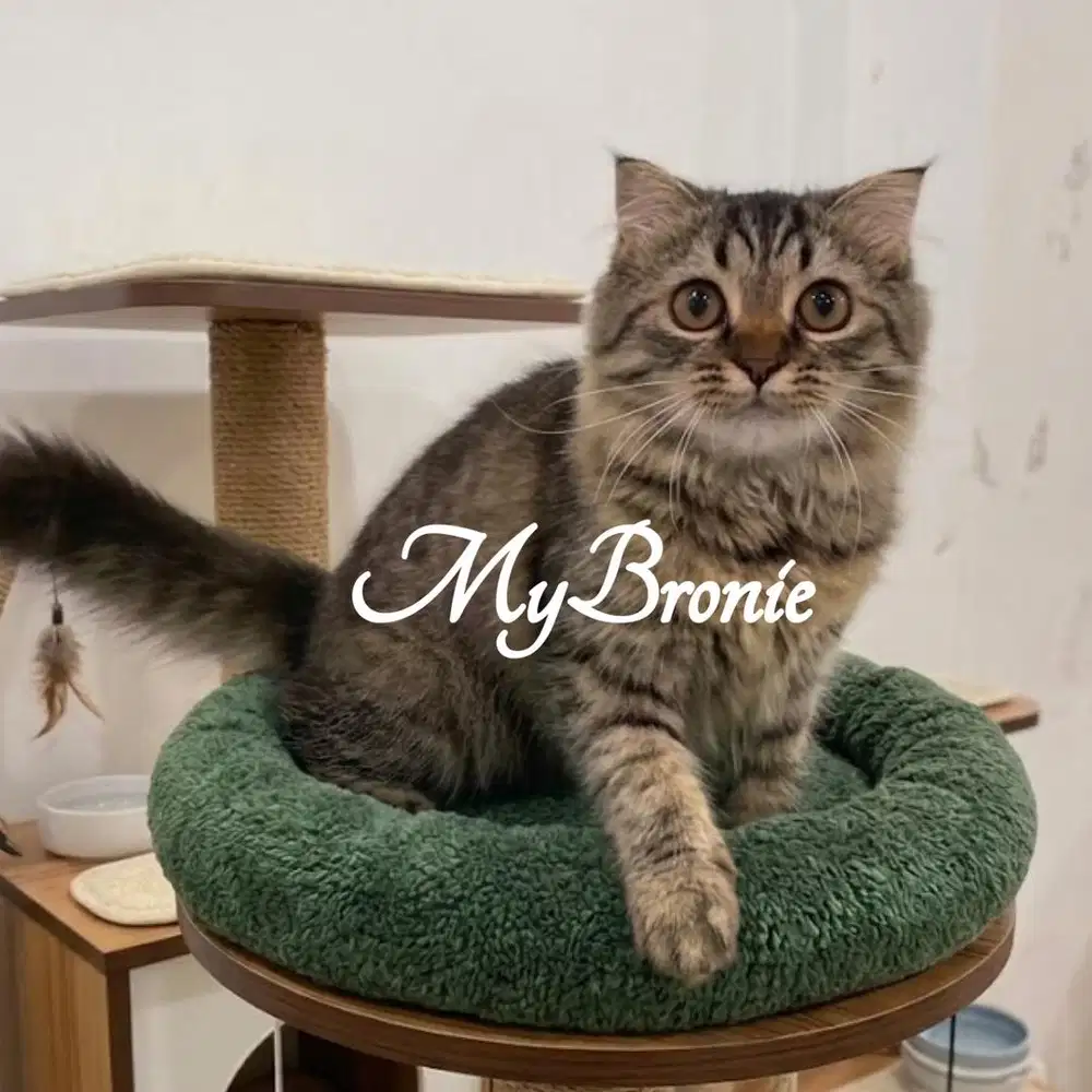 Kucing scottish longhair murah bangettt