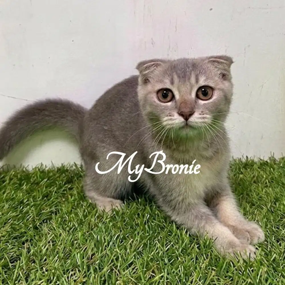 Kucing scottish fold jantan blue golden