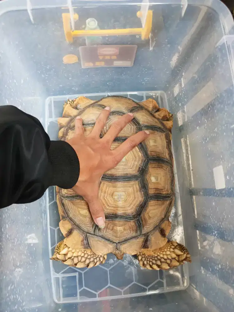 KURA KURA DARAT SULCATA 33CM