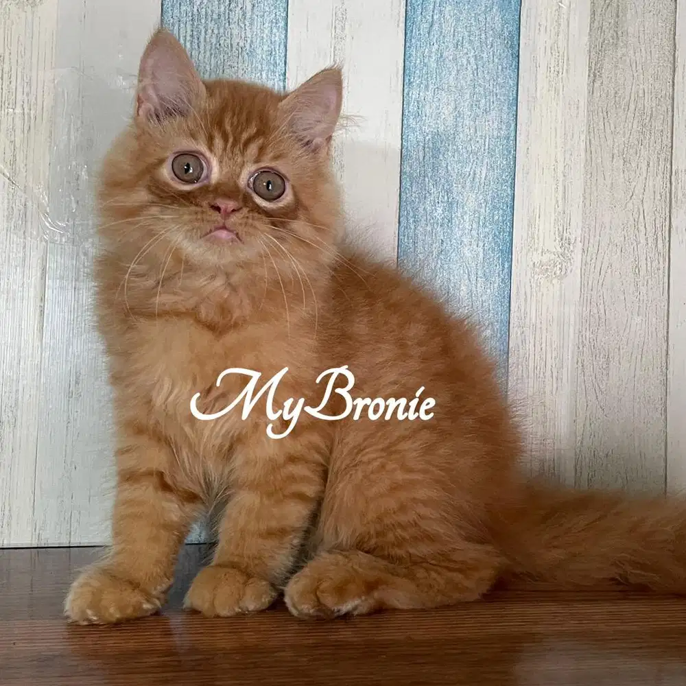 Kucing kitten persia oyen jantan