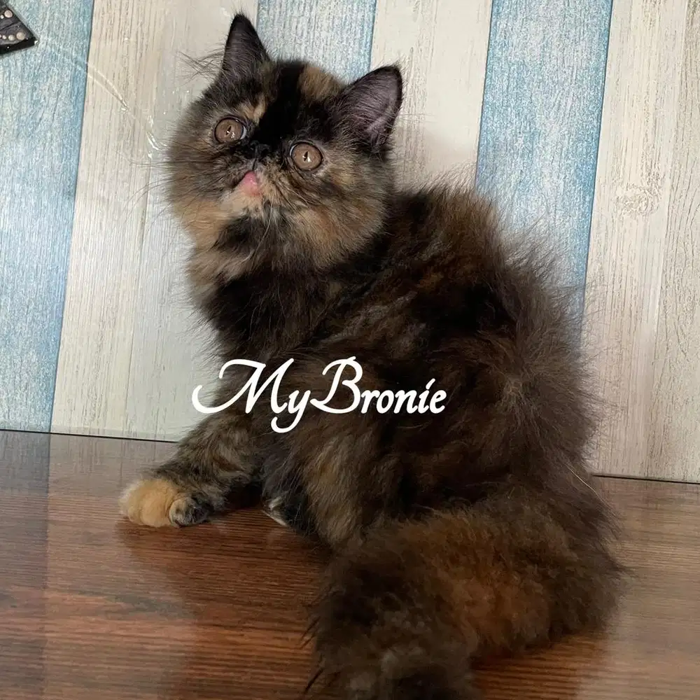 Kucing persia peaknose betina 4 bulan