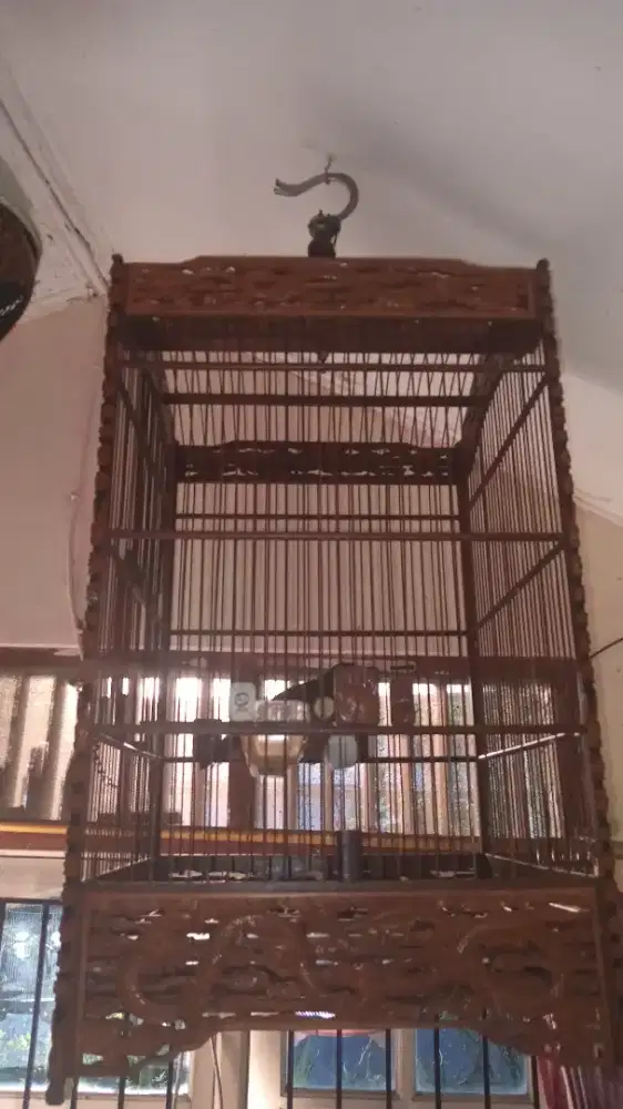 Burung poksay jantan