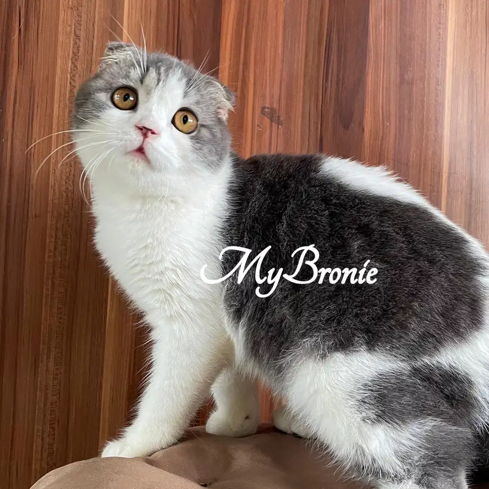 Kucing scottish fold betina semi hibah
