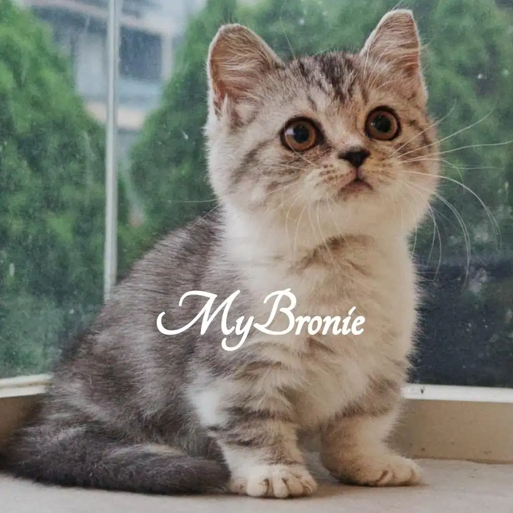 Kucing munchkin british silver tabby betina