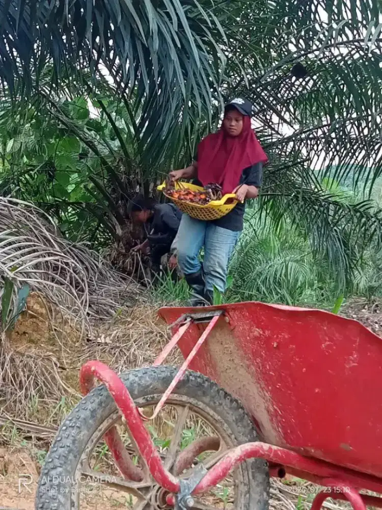 Lowongan Perkebunan Kelapa Sawit Kalimantan