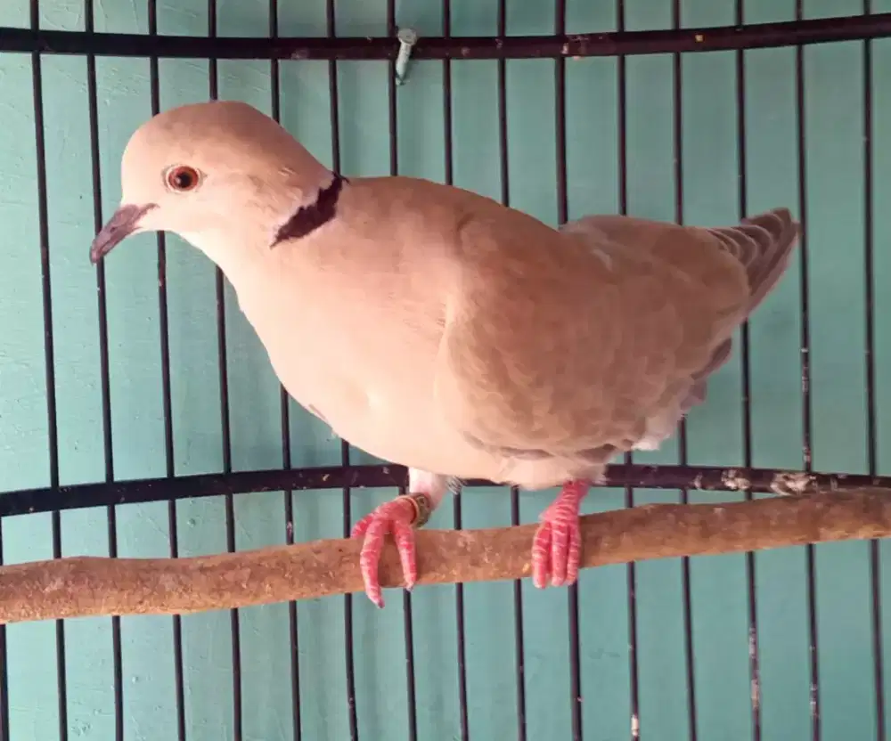 Puter pelung jawa betina