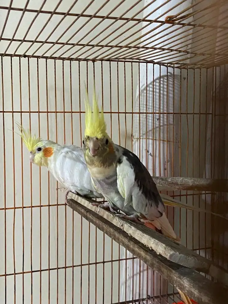 Falk indukan pied x lutino mm