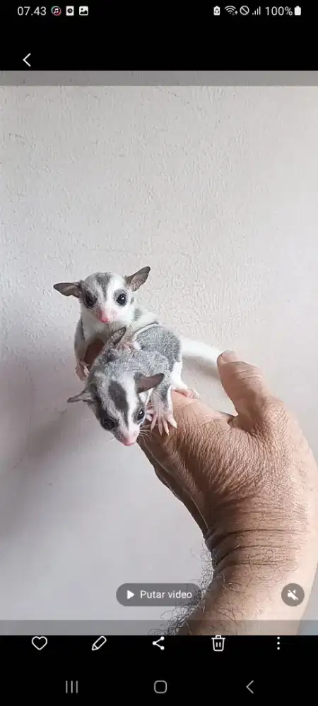 SUGAR GLIDER MOZAIC JOEY SEPASANG