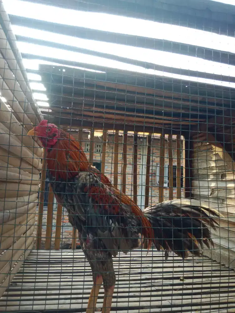 Di jual ayam aduan berbagai jenis