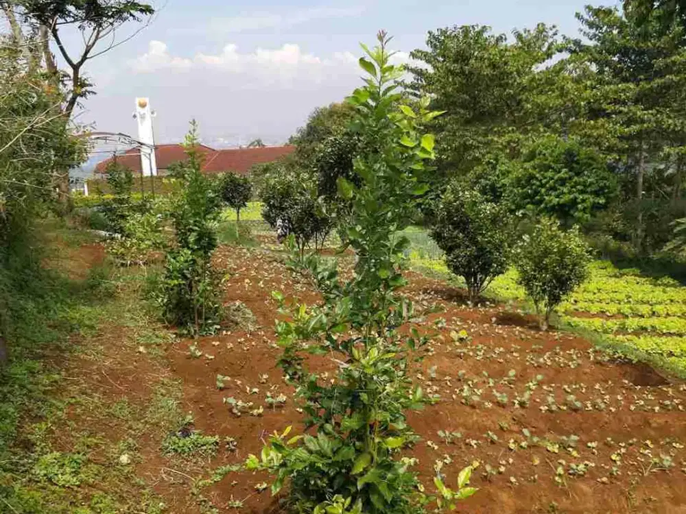 Tanah Punclut Pagerwangi Lembang Jual Cepat dekat Villa Roro strategis dan eksotis