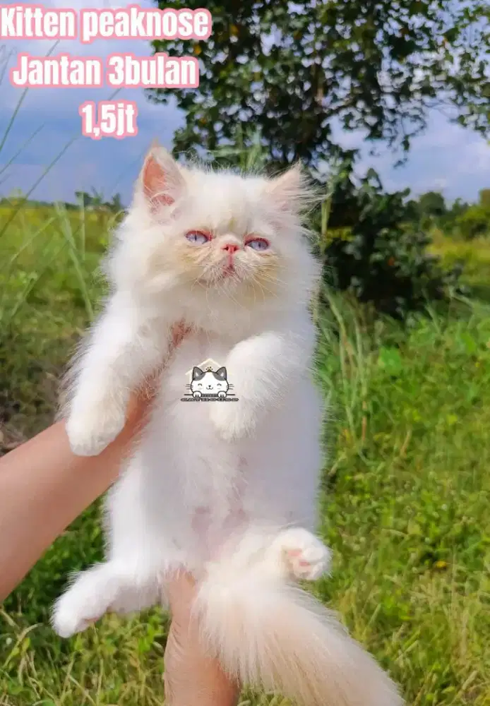 Kucing peaknose odd eye Persia calico luucu lucu