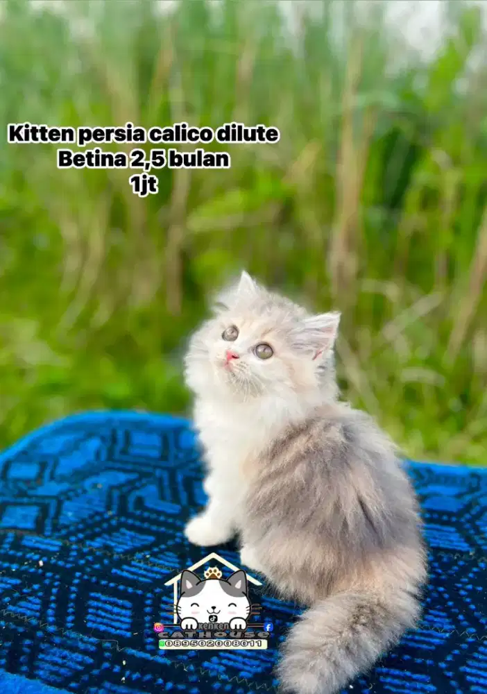 Kucing peaknose odd eye Persia calico luccu lucu