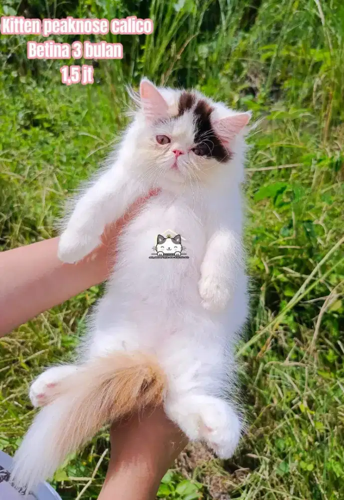 Kucing peaknose odd eye Persia calico lucuu lucu