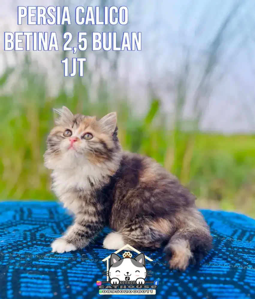 Kucing peaknose odd eye Persia calico lucu luucu