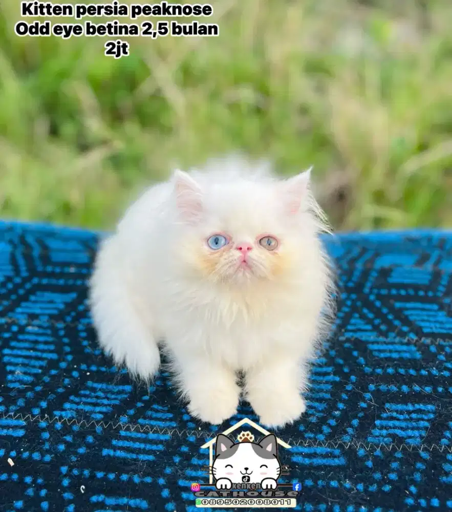 Kucing peaknose odd eye Persia calico lucu lucuu