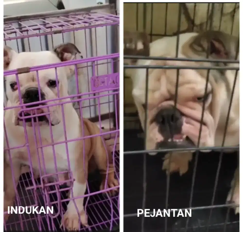 English bulldog dijual sepasang