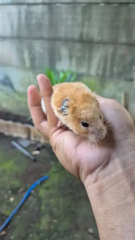 Hamster syrian jantan dewasa