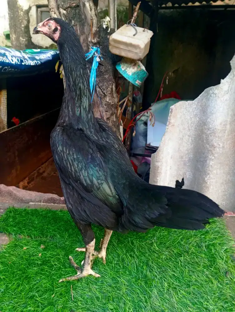 Ayam bangkok  betina