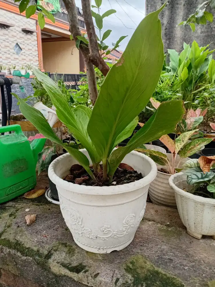 Tanaman hias jemani cobra