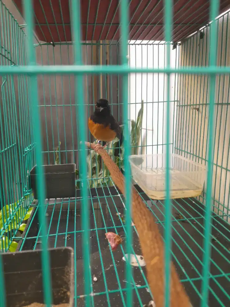 Jual burung murai batu