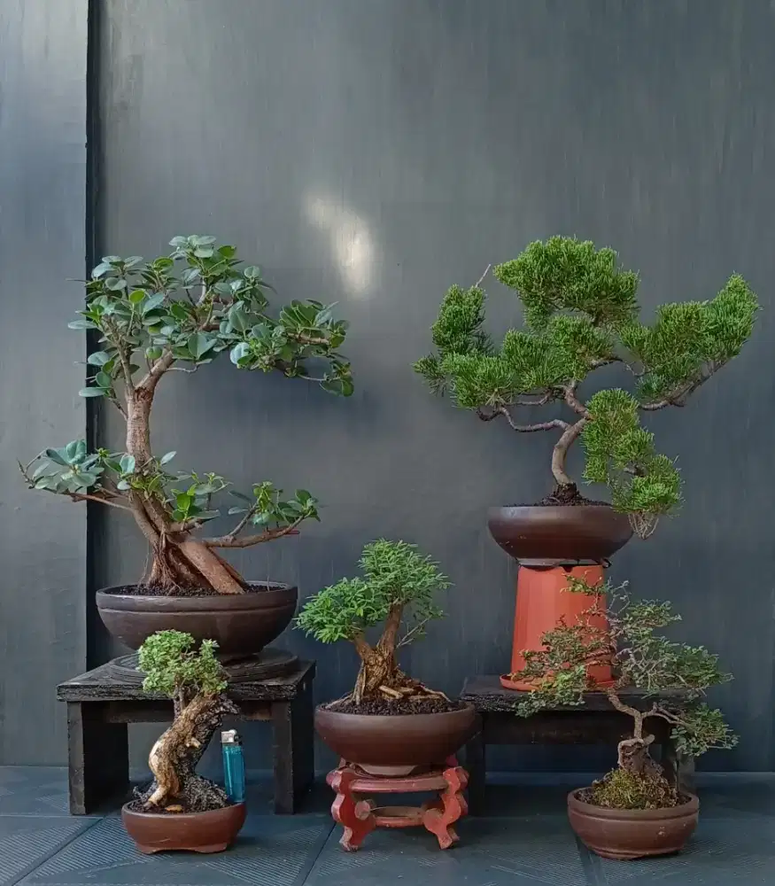 mini bonsai ada 5 pot