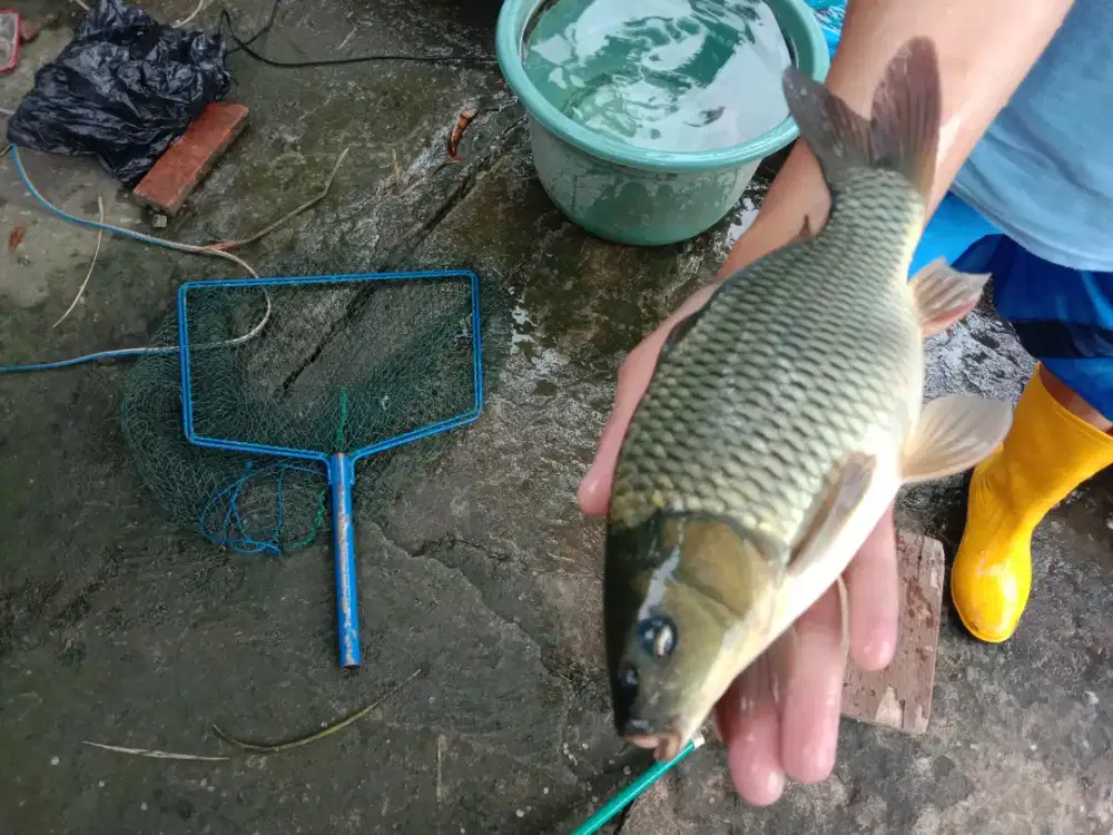 emas hitam fresh segar frozen