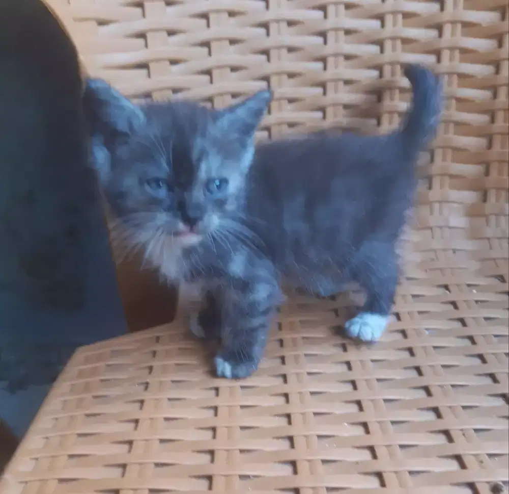 KITTEN PERSIA MEDIUM JANTAN