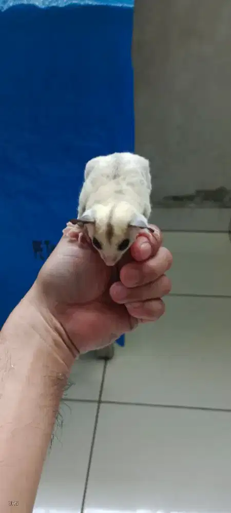 Sugar Glider Platinum het Leucistic