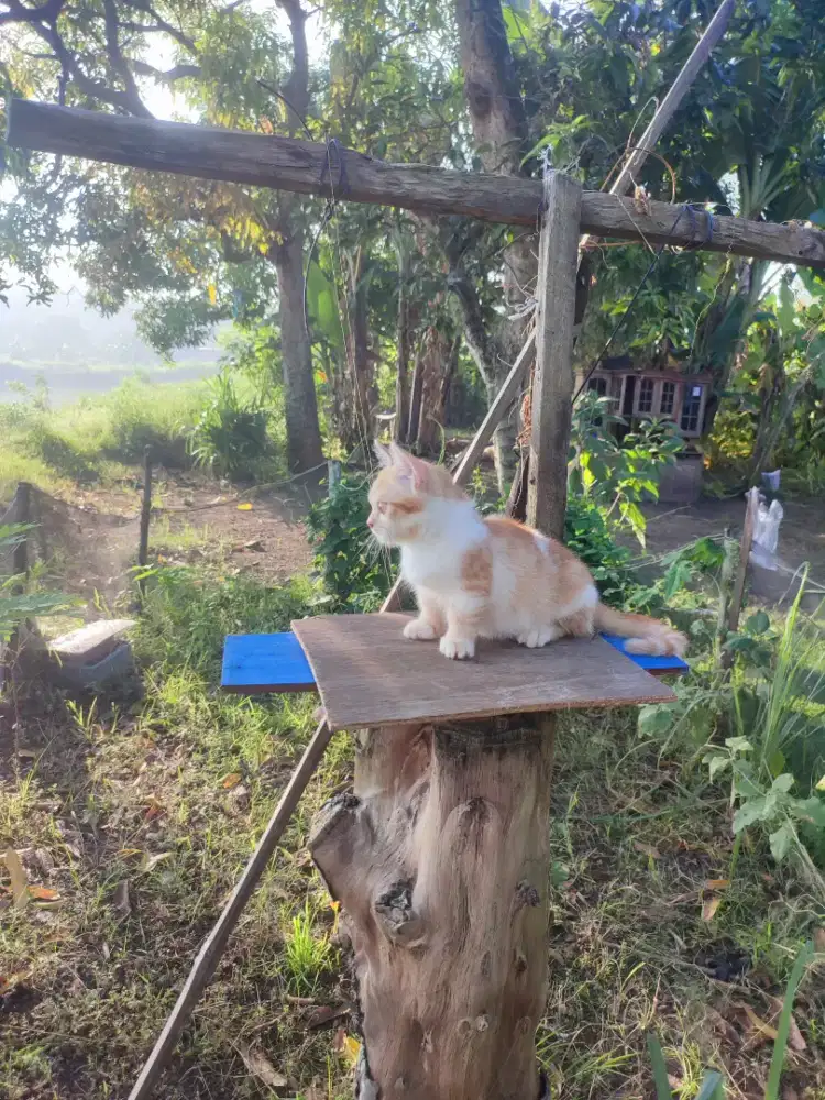 Kucing,kitten munckhin shorthair