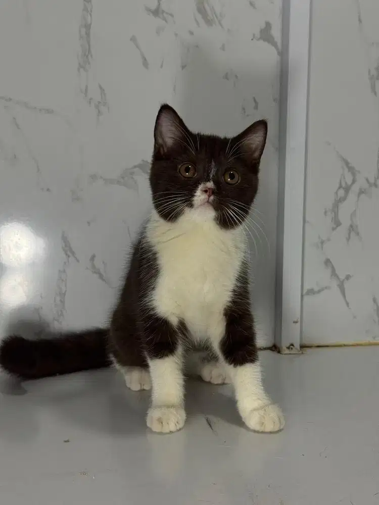 Bsh ( british short hair )