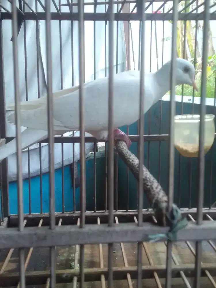 Puter gacor mata hitam rawatan tahunan 250 burja harga net aja