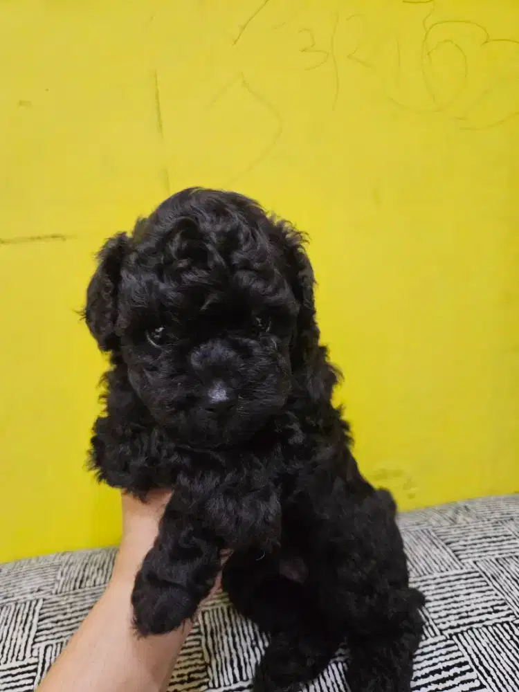 anak anjing poodle umur 1 bulan jantan