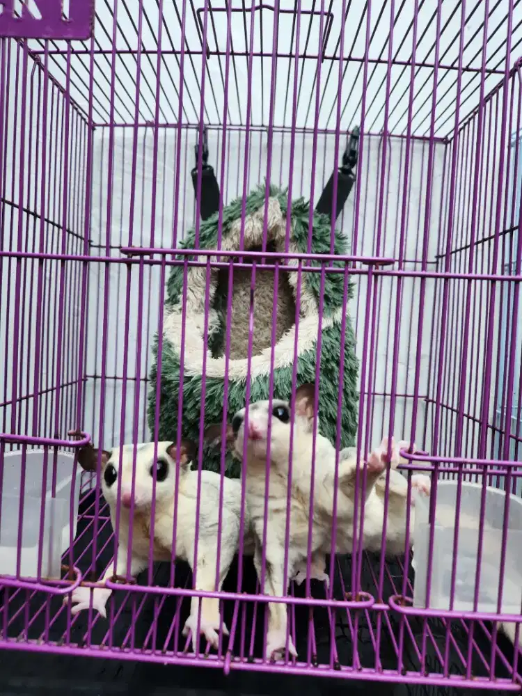 Dijual cepat Sugar Glaider