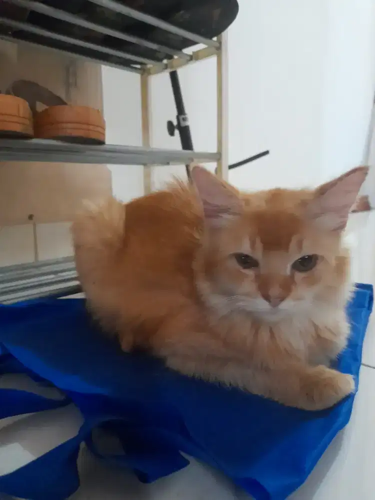 Lepas Adopt Kitten Mixdom 5 bulan