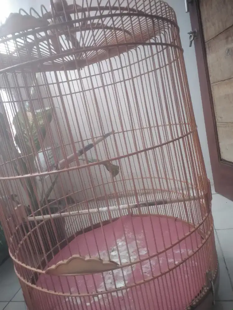 Sangkar mrk Azka UK 60